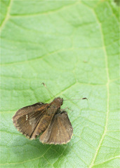 Cymaenes odilia