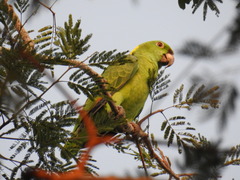 Amazona auropalliata
