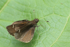 Cymaenes odilia