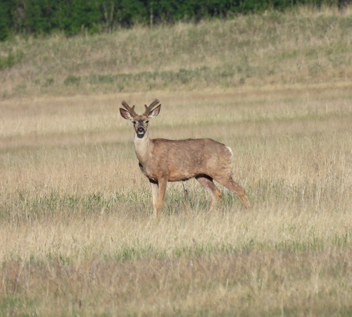 Mule Deer