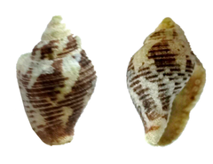 Columbella mercatoria
