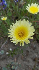 Malacothrix californica