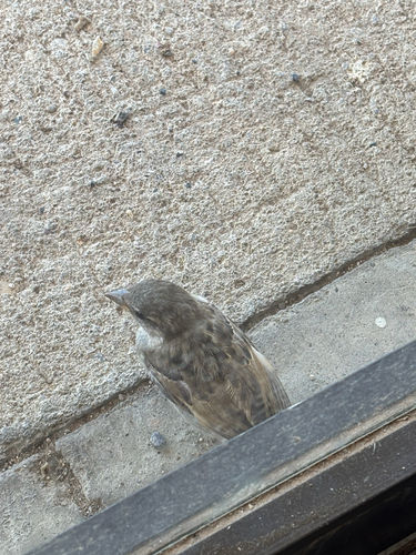 House Sparrow