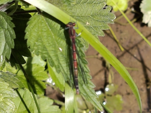 Large Red Damselfly