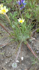Malacothrix californica