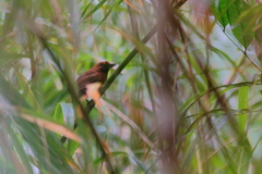 Clytoctantes atrogularis