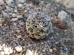 Coryphantha clavata clavata