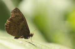 Panyapedaliodes drymaea