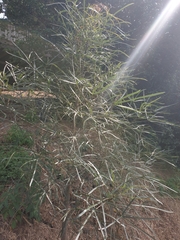 Brachychiton rupestris