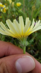 Malacothrix californica