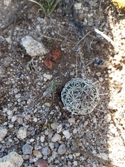 Coryphantha clavata clavata