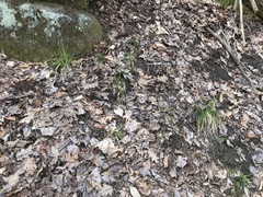 Carex arctata
