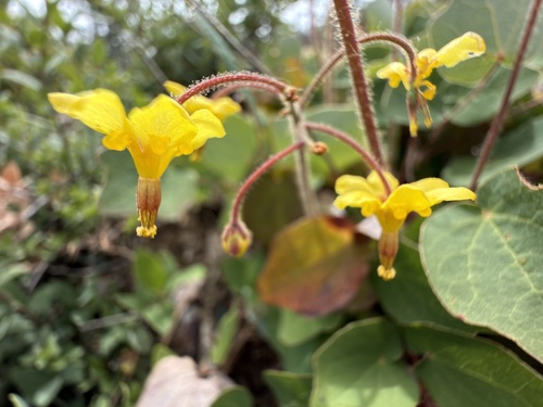 Vancouveria chrysantha
