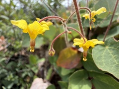 Vancouveria chrysantha