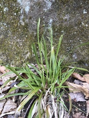 Carex arctata