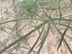 Brachychiton rupestris