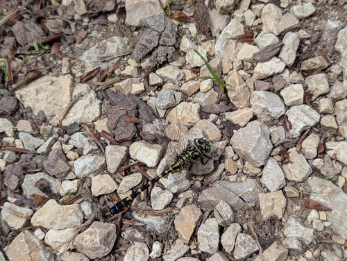 Small Pincertail