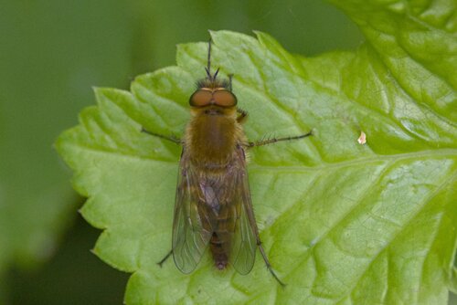 Common Stiletto, Botanische Tuinen Universiteit Utrecht, Netherlands, photo 9 of 10