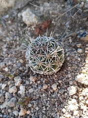 Coryphantha clavata clavata