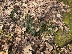 Carex arctata