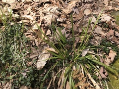 Carex arctata