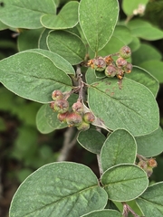 Cotoneaster tomentosus, photograph author not stated, no rights reserved