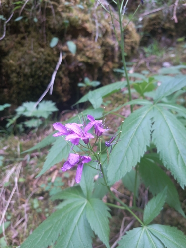 Cardamine pentaphyllos, photograph 4