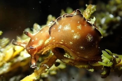 Aplysia japonica, 2026-03-07