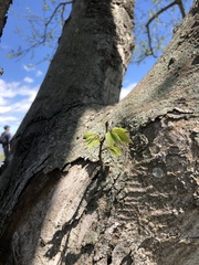 Zelkova serrata