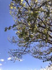 Zelkova serrata