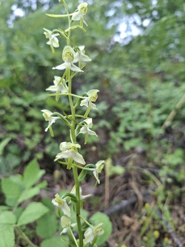 Greater butterfly-orchid