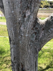 Zelkova serrata