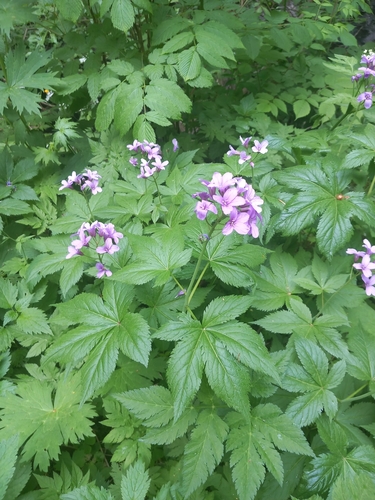 Cardamine pentaphyllos, photograph 2