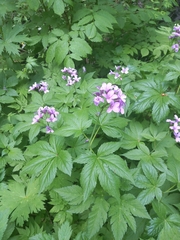 (c) Philip Schaffer, some rights reserved (CC BY) Cardamine pentaphyllos, photograph (c) Philip Schaffer, some rights reserved (CC BY)