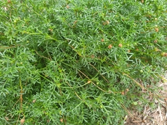 Brachyscome multifida