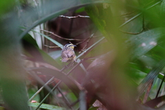 Hypocnemis hypoxantha