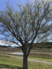 Zelkova serrata