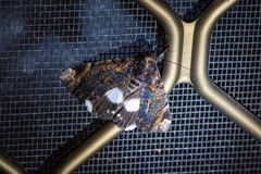 Catephia linteola