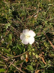 Callirhoe alcaeoides