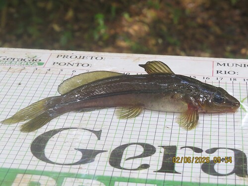 Slender dwarf catfish (Rhamdella longiuscula) — Heptapteridae