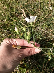 Callirhoe alcaeoides