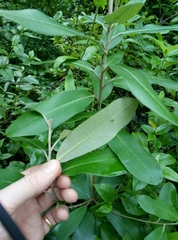 Pittosporum ralphii