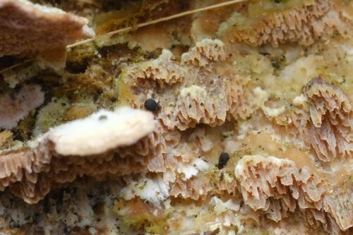Carabodes coriaceus