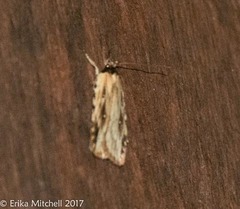 Agonopterix atrodorsella
