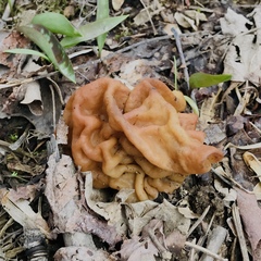 Gyromitra korfii