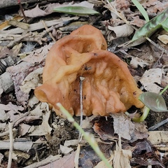 Gyromitra korfii