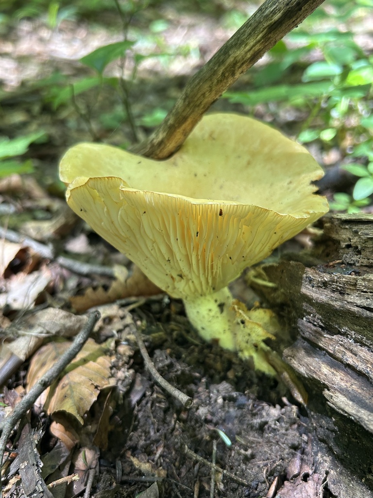 Lynx Paw Oyster · June 2026 · photo: Photo: no rights reserved · iNaturalist