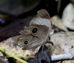 Faunis sappho sappho