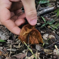 Gyromitra korfii