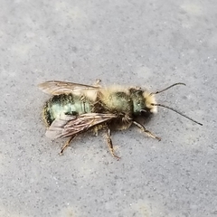 Osmia lignaria lignaria